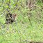 Male Cardinal