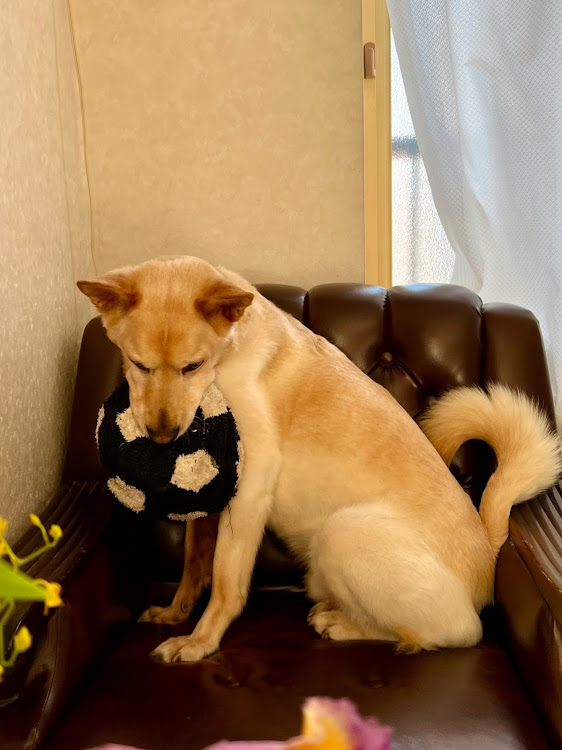 アトレーワゴンの職場にて・GW防犯対策・朝の風景・今日もいい顔🐶に関するカスタム事例の投稿画像4枚目