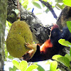 Malabar giant squirrel