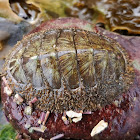 Northern hairy chiton