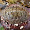 Northern hairy chiton