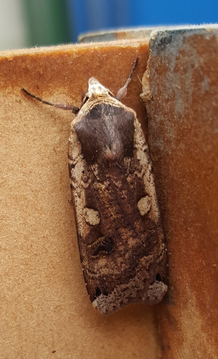 Large Yellow Underwing