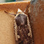 Large Yellow Underwing