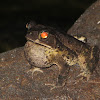 Giant cane toad