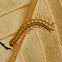 Millipede