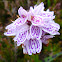 Heath Spotted Orchid