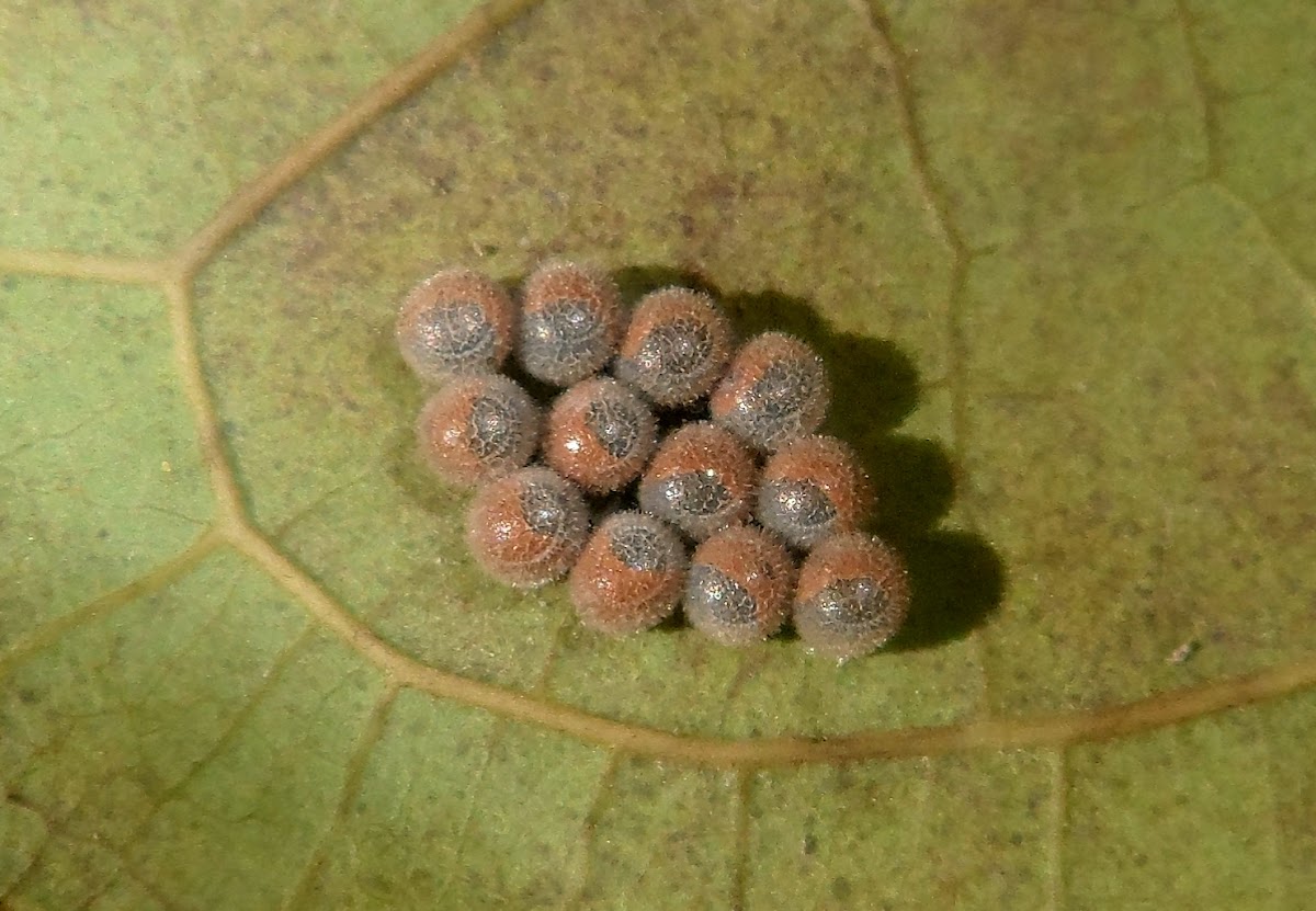 Eggs