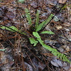 Ebony Spleenwort