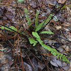 Ebony Spleenwort