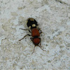 Ronisia velvet ant