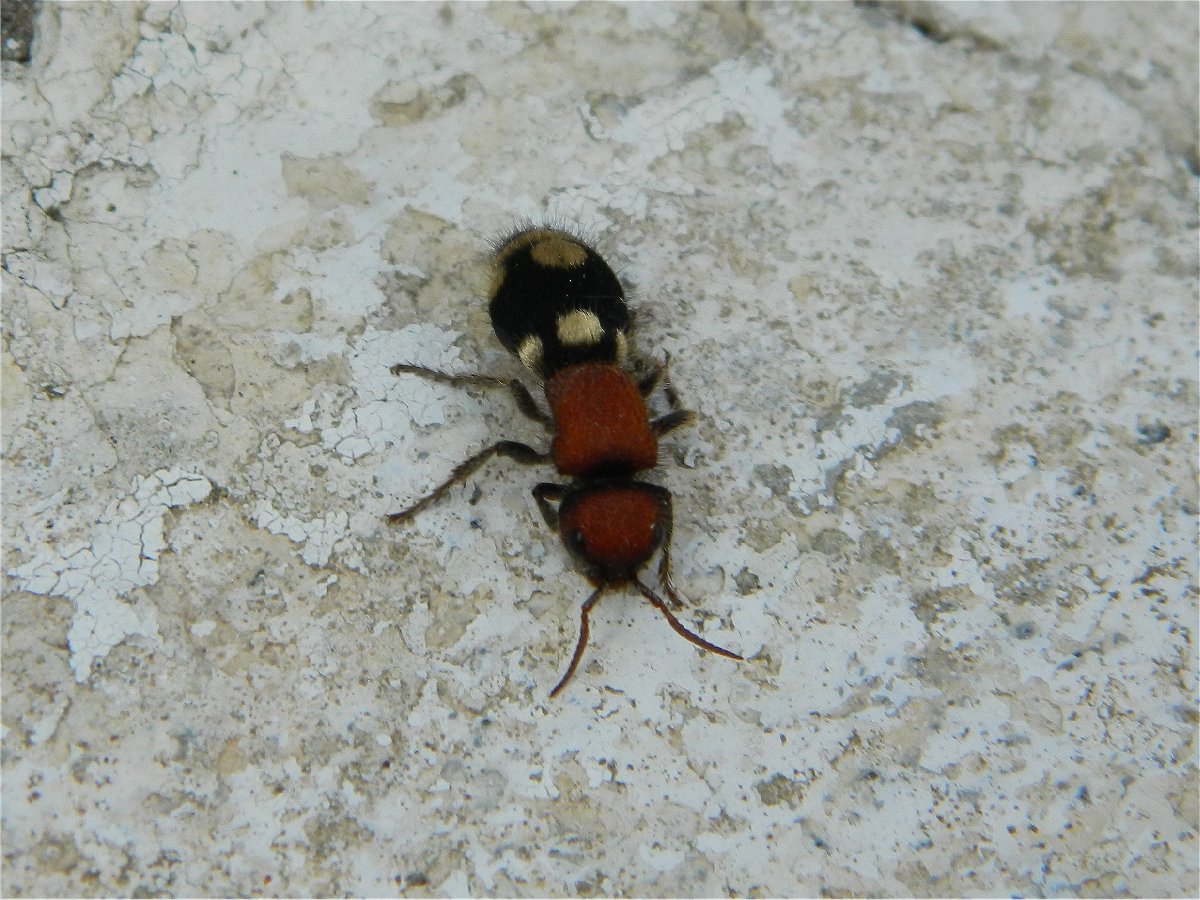 Ronisia velvet ant