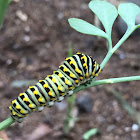 Black swallow tail caterpillar