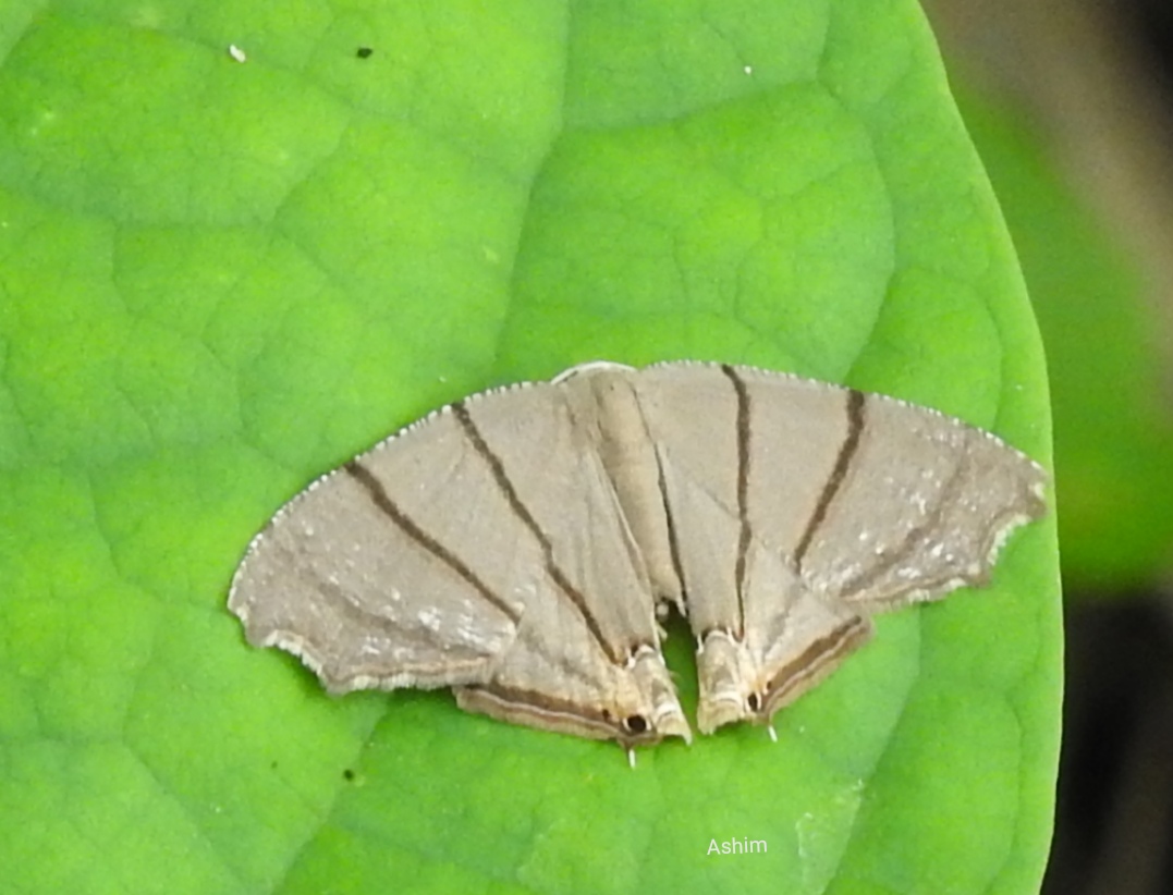 Bar Swallow-tailed moth