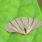 Bar Swallow-tailed moth