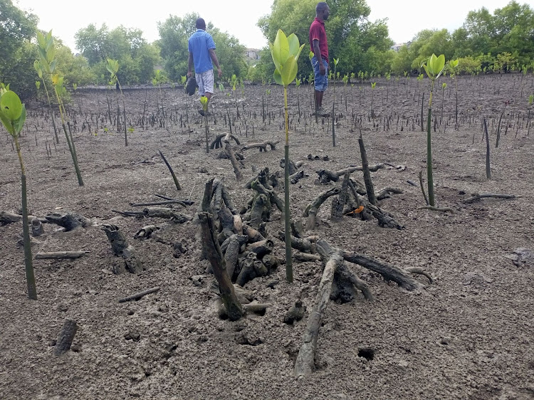 Some of the destroyed mangrove trees at Tudor Creek in Junda on Sunday.