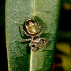 Jumping spider