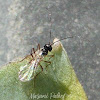 Parasitic Wasp