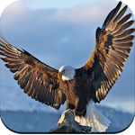 Cover Image of Herunterladen Eagle Wallpaper HD 1.01 APK