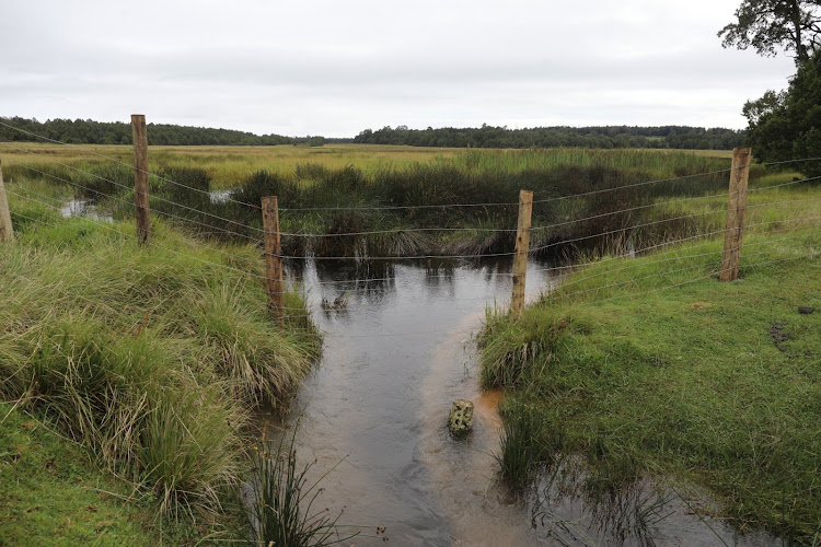 Enapuiyapui Swamp in Kiptunga Forest Eastern Mau Nakuru County. The swamp is the source of Mara River.