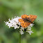 Purplish Fritillary on Sitka Valerian