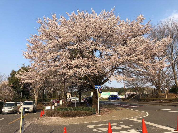 ソアラの桜とコラボ・ドライブ・サクラと愛車・20ソアラに関するカスタム事例の投稿画像6枚目