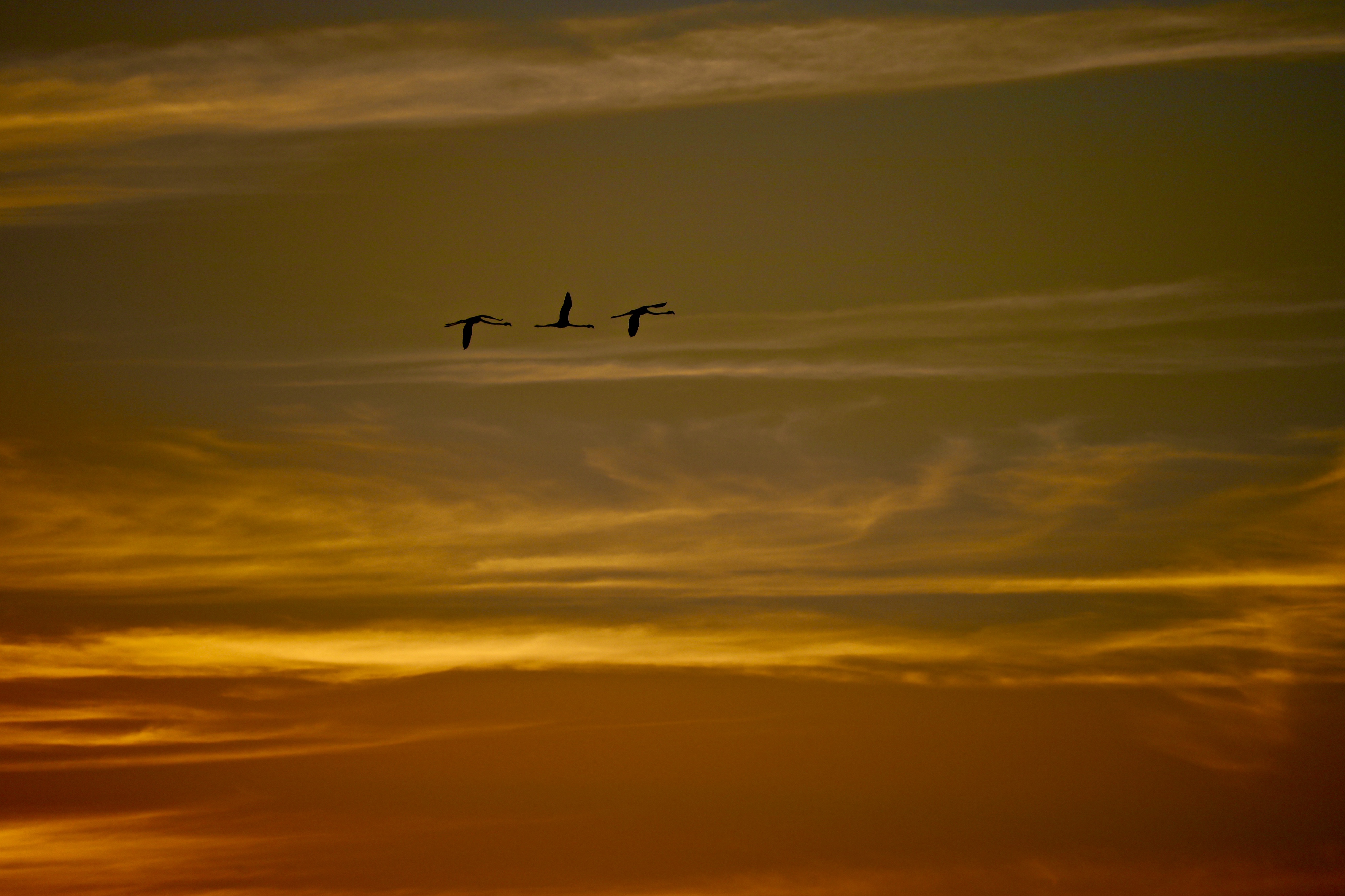 Volo libero di SerenaCocco