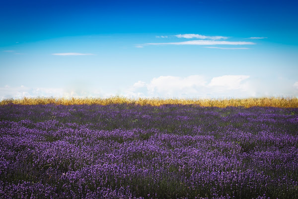 Lavanda di monkeyc