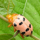 Pink Leaf beetle