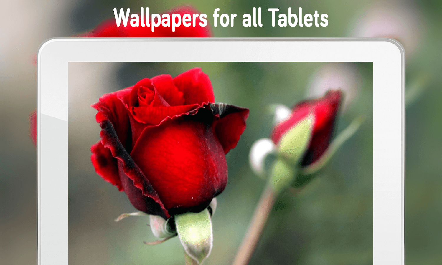 Rose Wallpaper 4k Apl Android Di Google Play