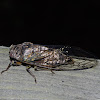 Canadian Cicada