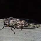 Canadian Cicada