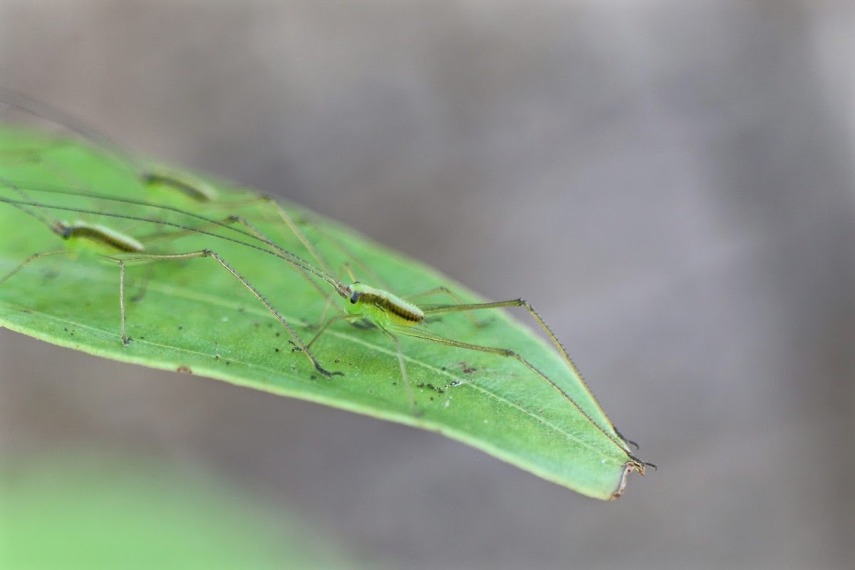 Cricket Nymph