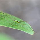 Cricket Nymph