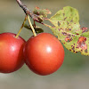 Cherry plum