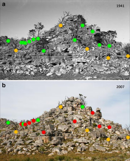 Identical photos taken 66 years apart graphically depict the threat to one of South Africa’s iconic trees‚ the Clanwilliam cedar.