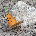 Peacock Pansy Butterfly