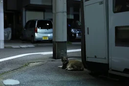 捨て猫のタマ之助