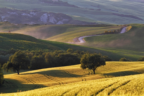 Il campo di grano di Damiano