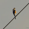 Bay-backed Shrike