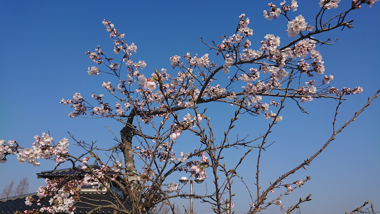 スカイライン GT-Rのドライブ・桜・早起きは何文の得？に関するカスタム事例の投稿画像5枚目