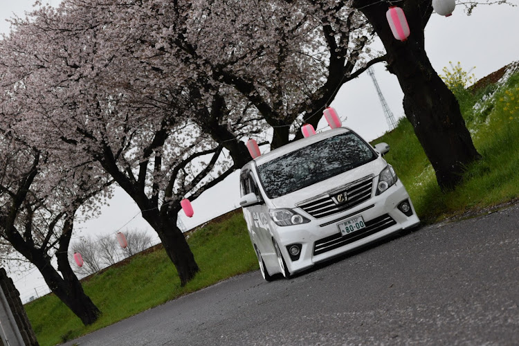 アルファードのアルファード・桜と愛車・コーナーポール・貧乏カスタムに関するカスタム事例の投稿画像1枚目