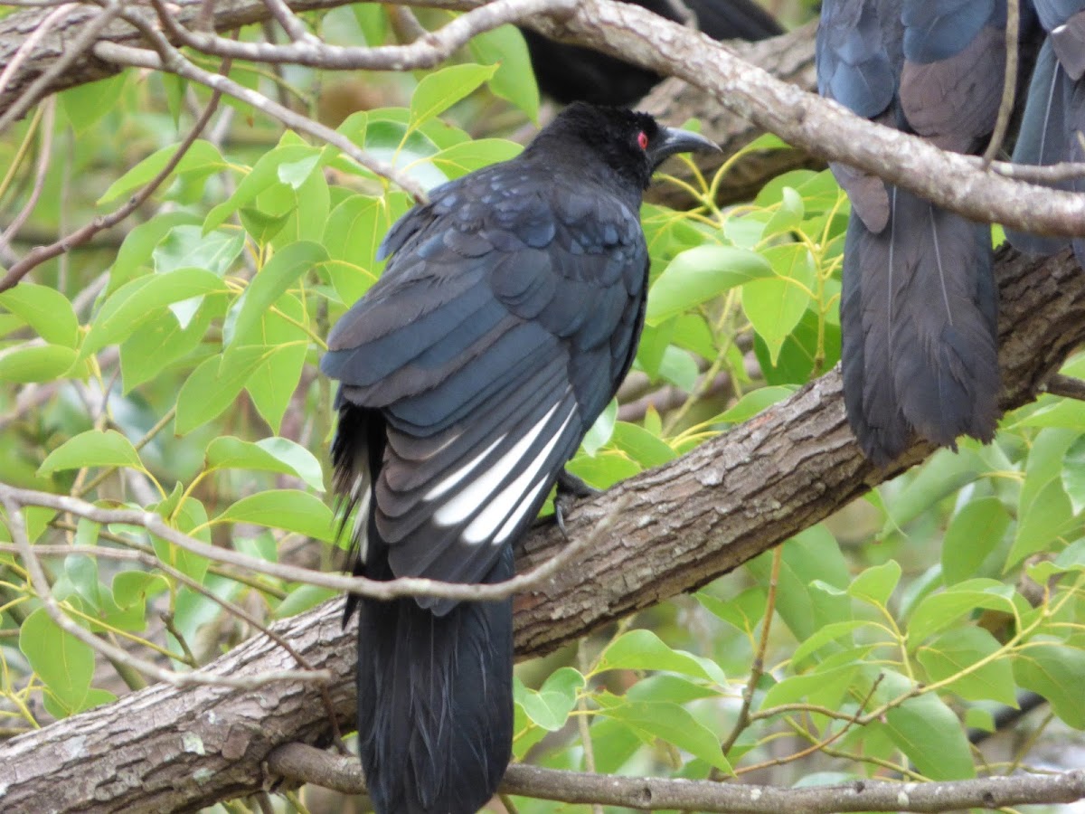 White-winged Chough