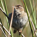 Marsh wren