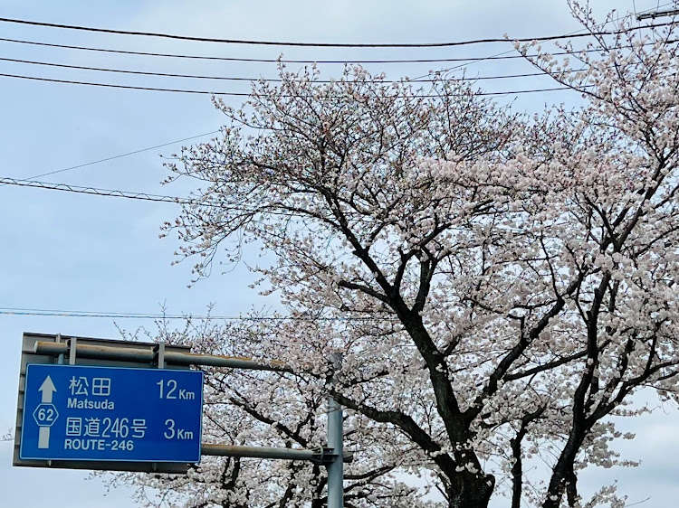 ロードスターRFのいつもいいね＆コメントありがとうございます🥰・箱根〜熱海〜小田原〜秦野🌸・はだの桜みち・県立秦野戸川公園🌸🌷✨・富士山に関するカスタム事例の投稿画像17枚目