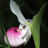 Showy Lady's Slipper