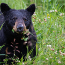 Black Bear