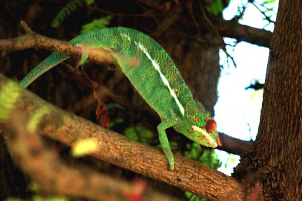 Verde natura di kukk