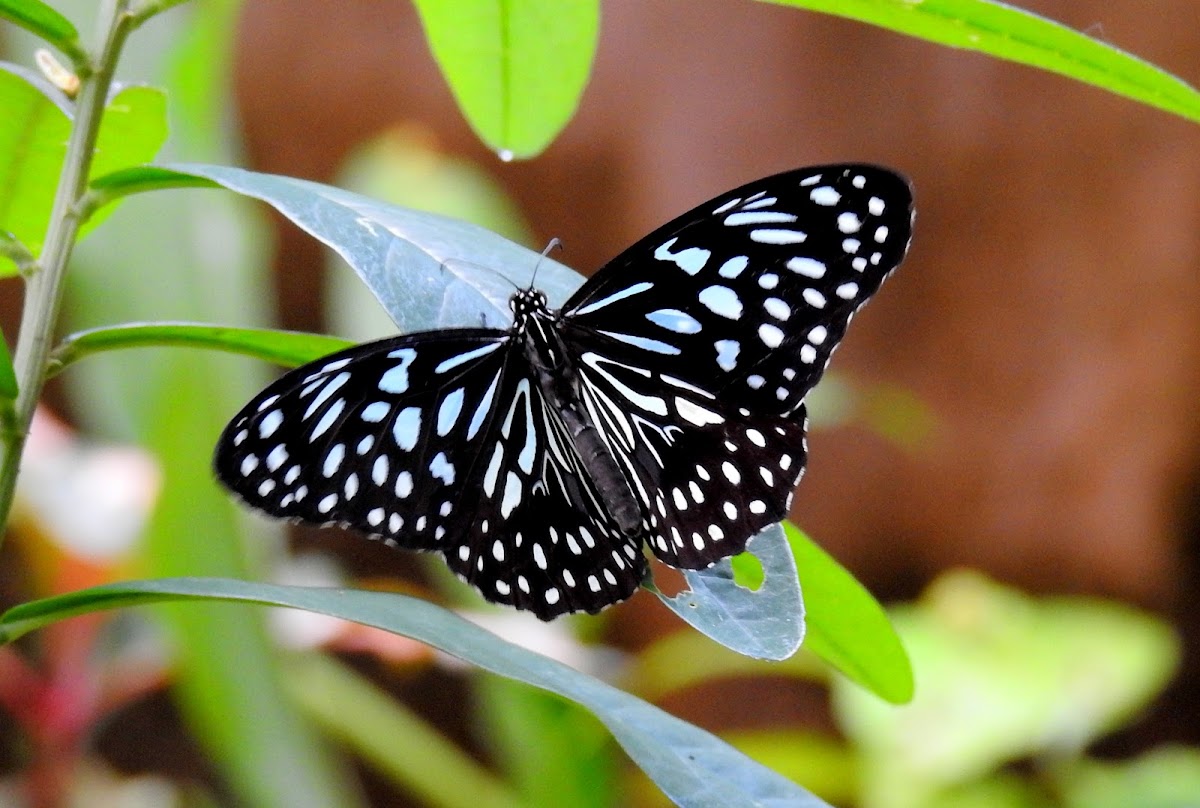 Dark blue tiger