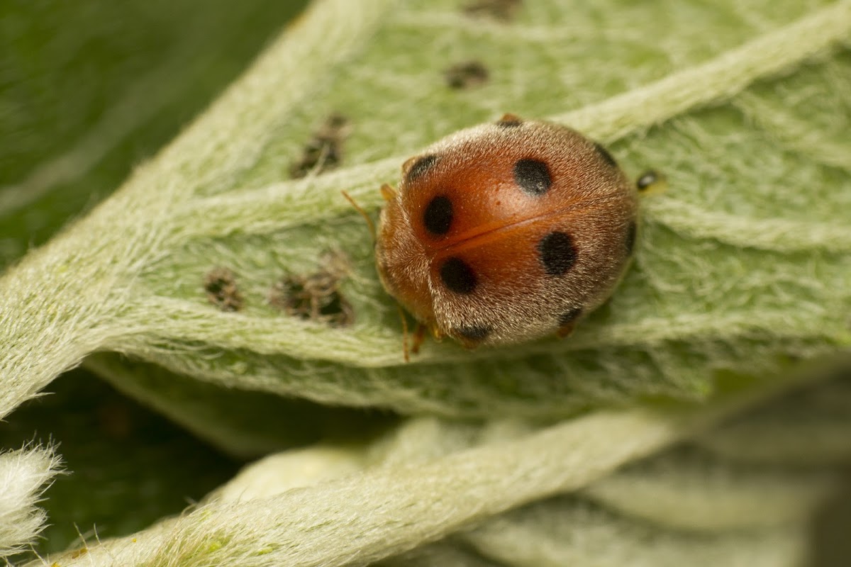 Spotted Ladybird beetle