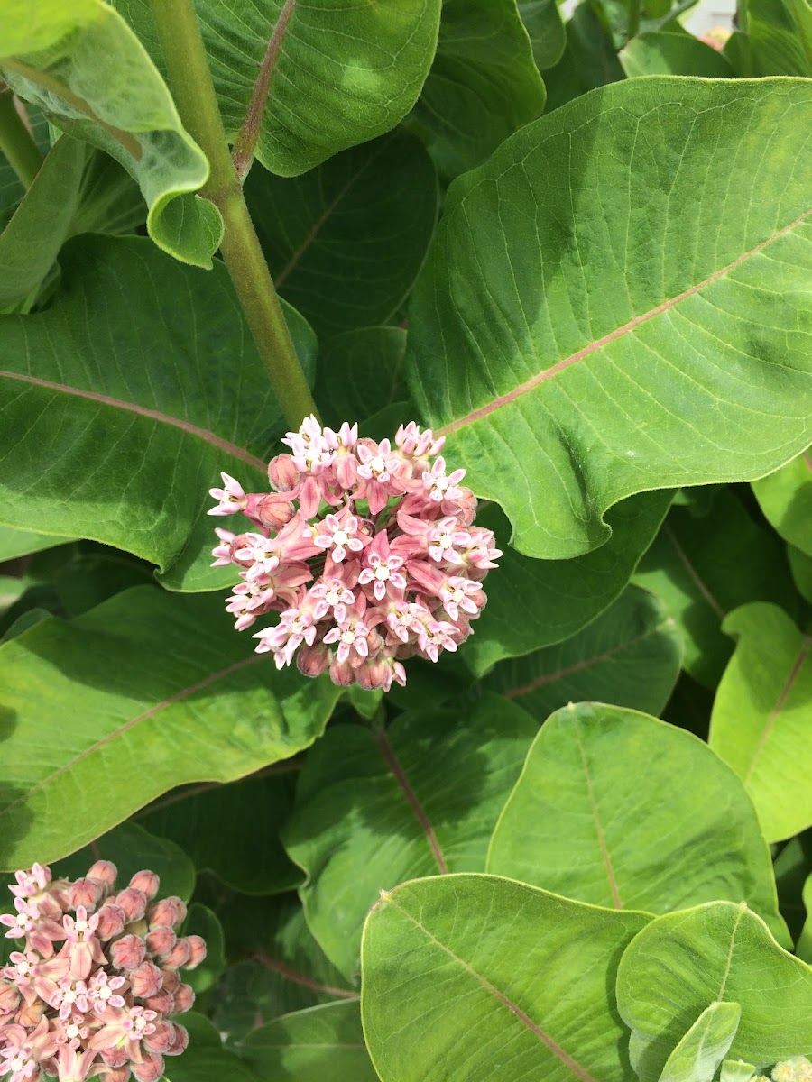 Milkweed